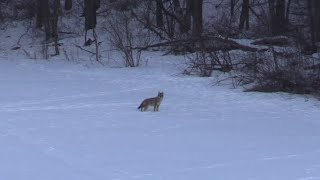 Coyote Hunting - 340 yard shot with Tikka 22-250, insane vapor trail!!!!!!