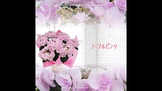 母の日あじさいギフト　さかもと園芸　達人のあじさい　群馬の鉢花ギフト　ノーブルピンク　youtube sakamotoengei hydrangea cyclamen japan