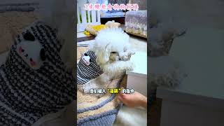 3步快速教会狗狗祈祷，快快学起来 ｜pet training #DOG #shorts#新手养狗 #比熊 #狗狗祈祷