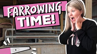 Farrowing Pigs In a Farrowing Crate! // Our First Time Farrowing Sows (and Piglets) in a Crate! ♥