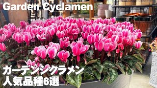 【園芸最新トレンド】ガーデンシクラメンの人気品種6選と迫力満点の大鉢の寄せ植え【園芸】【ガーデニング】