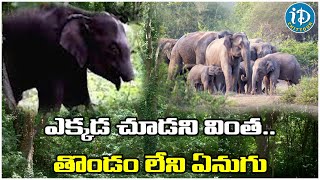 Trunkless Elephant in Kerala at Athirapally Forest ఎక్కడ చూడని వింత..తొండం లేని ఏనుగు | iD Chittoor