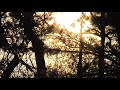 tender spring - What I've Been, What I Will Be