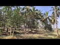 City nearest 10.5 Acres farm for sale in Mysore ( Mob : 7349265213 )