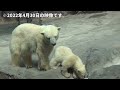 【ピリカとゆめちゃん】元気をくれる！おてんば娘【旭山動物園 ホッキョクグマ】