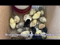 easy way to raising chicken ការចិញ្ចឹមមាន់ វិធីសាស្រ្តកំដៅកូនមាន់ចំណាយតិច បង្កើតចំណូល