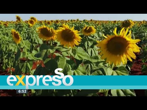 Flora Sunflower Fields and how to make margarine at home Flora Sunflower Fields and how to make margarine at home