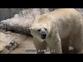 7 21シャンシャン美味しい竹に鼻もテカる！giantpanda @tokyo 上野動物園