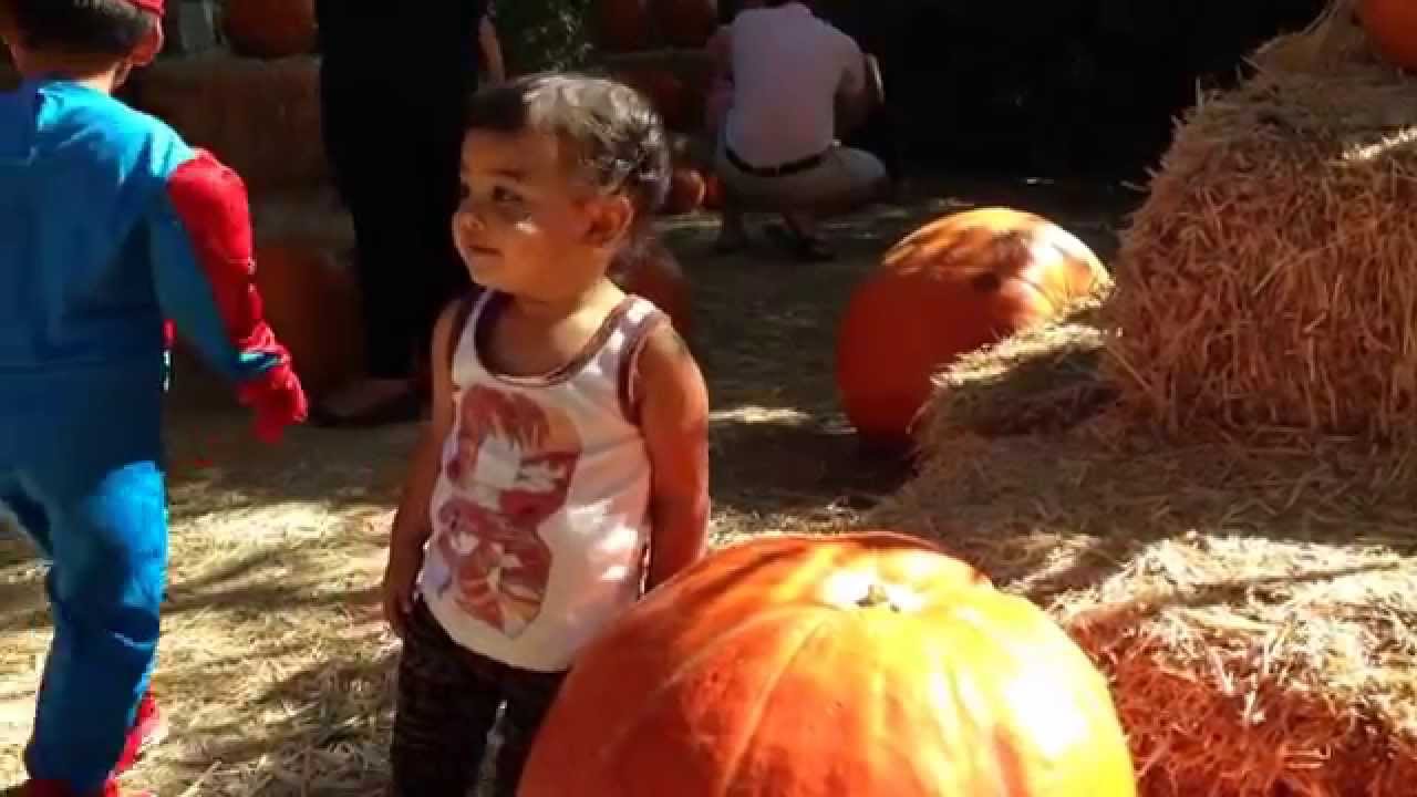 Pumpkin Patch Youtube