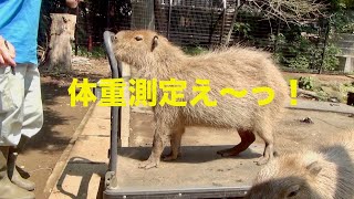 体重測定え〜っ！６月編　大宮公園のカピバラたち