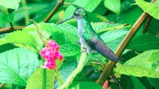 Hummingbirds in Costa Rica - Kolibris in Costa Rica - Welcome to the Jungle