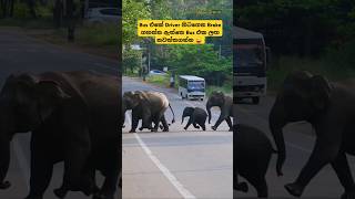 පාර පනින අලි | Bus එකේ Driver හිටගෙන Brake ගහන්න ඇත්තෙ Bus එක ලඟ නවත්තගන්න 😜 | PathumS WILD