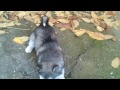 alaskan malamute astra part 3