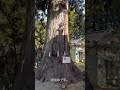 神社 福島県 国指定重要文化財 参拝 涼ヶ岡八幡神社　参拝してきました。誰かに感動を送ることができれば幸いです。