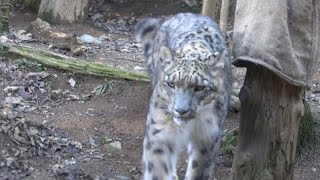 ユキヒョウ　多摩動物公園　　雪豹　Snow leopard