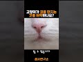 고양이가 코를 만지게 하는 의미는 고양이 냐옹이 집사