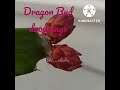 Dragon Fruit bud dropping in one variety.