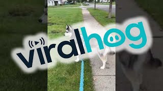 Husky Stops in His Tracks When he Spots Halloween Decoration || ViralHog