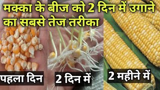 मक्का के पौधों को 2 दिन में कैसे उगाएं||मक्का के बीज केवल 2 दिन में उगाएं|| How To Grow Corn At Home