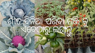 ସେପ୍ଟେମ୍ବର ମାସ ରେ ଲଗାଯାଉଥିଵା ପରିବା ଗଛ କୁ କେମିତି ଲଗାଇବା / Seed sowing for winter vegetables /