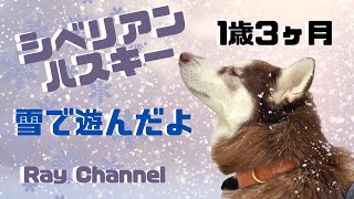 シベリアンハスキー1歳3ヶ月！雪で遊んだよ♪