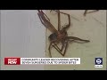 15 spider bites by Brown Recluse Spiders leaves Utah leader in hospital