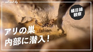 アリの巣に潜入して観察してみた。【クロヤマアリ】