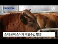 ‘10년 골치’ 소떼 포획 작전…17마리 새 주인 찾았다 뉴스a