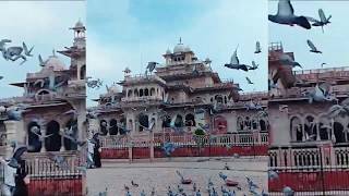 Birds Flying at Albert Hall Museum in Jaipur | Ravindar Nagar