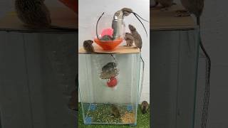 Mouse trap/Effective and Safe Mouse Trap Ideas #rattrap #mousetrap