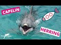 Dolphin nutrition, FOOD and FUN! #8