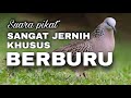 Suara tekukur jernih dan panjang sangat cocok untuk pikat dan masteran terbukti ampuh.