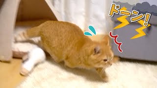 でっかい雷に驚いてパニックになっちゃった猫！