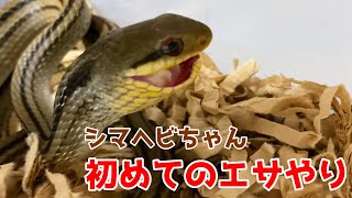 【シマヘビの捕食】かわいいシマヘビの初めての餌やり