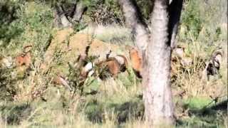 Young Pure European Mouflon Rams Sparring at Hi Lonesome Mouflons