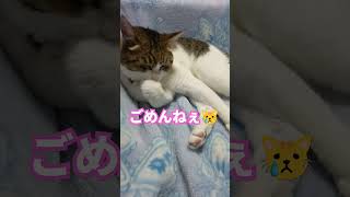 💩はトイレでするんだよ？18歳猫ちゃん動画 #猫のいる暮らし #高齢猫 #猫好きさんと繋がりたい #猫動画