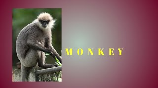 Our ancestors(More information on monkey adoption අපේ මුතුන්මිත්තෝ)