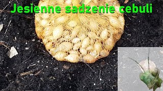 Jesień w ogrodzie - Jesienne sadzenie cebuli