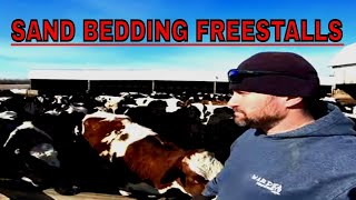 Bedding Freestalls and Feeding Cattle on the Dairy Farm