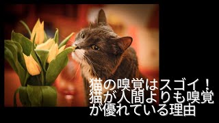 猫の嗅覚はスゴイ！猫が人間よりも嗅覚が優れている理由