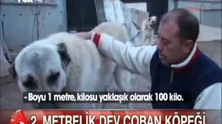 Türkiye nin 2 metrelik en büyük Kangal köpeği paşa