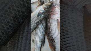 Kothapeta fish market part 2 konaseema కొత్తపేట చేపలు మార్కెట్ కోనసీమ #ramanavideos #fishmarket