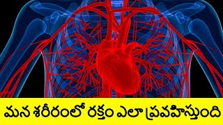 Human Blood Circulatory System in Telugu | Inside Human Body | Telugu Badi
