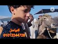 شاهد انخفاض كبير في اسعار البقر الوالد والجاموس الوالد من داخل ارضيه سوق المواشي بتاريخ 25 1 2025