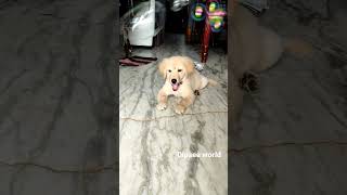 Yaru inta devathai. Its Dipsee ❤❤❤ #pets #trending #goldenretriever #funny