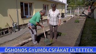 Őshonos gyümölcsfákat ültettek