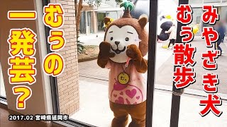 【みやざき犬】一発芸？むぅ散歩 (201702)