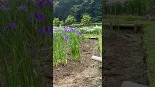 青梅を駆ける職員（吹上しょうぶ公園） #shorts