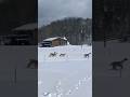 Alpaca running in the snow.  #alpaca. #homesteading #homestead