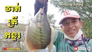 វាត់ត្រីកន្ធរប្លង់ថ្មី - Amazing hook fishing - Traditional hook fishing - Sepat fishing